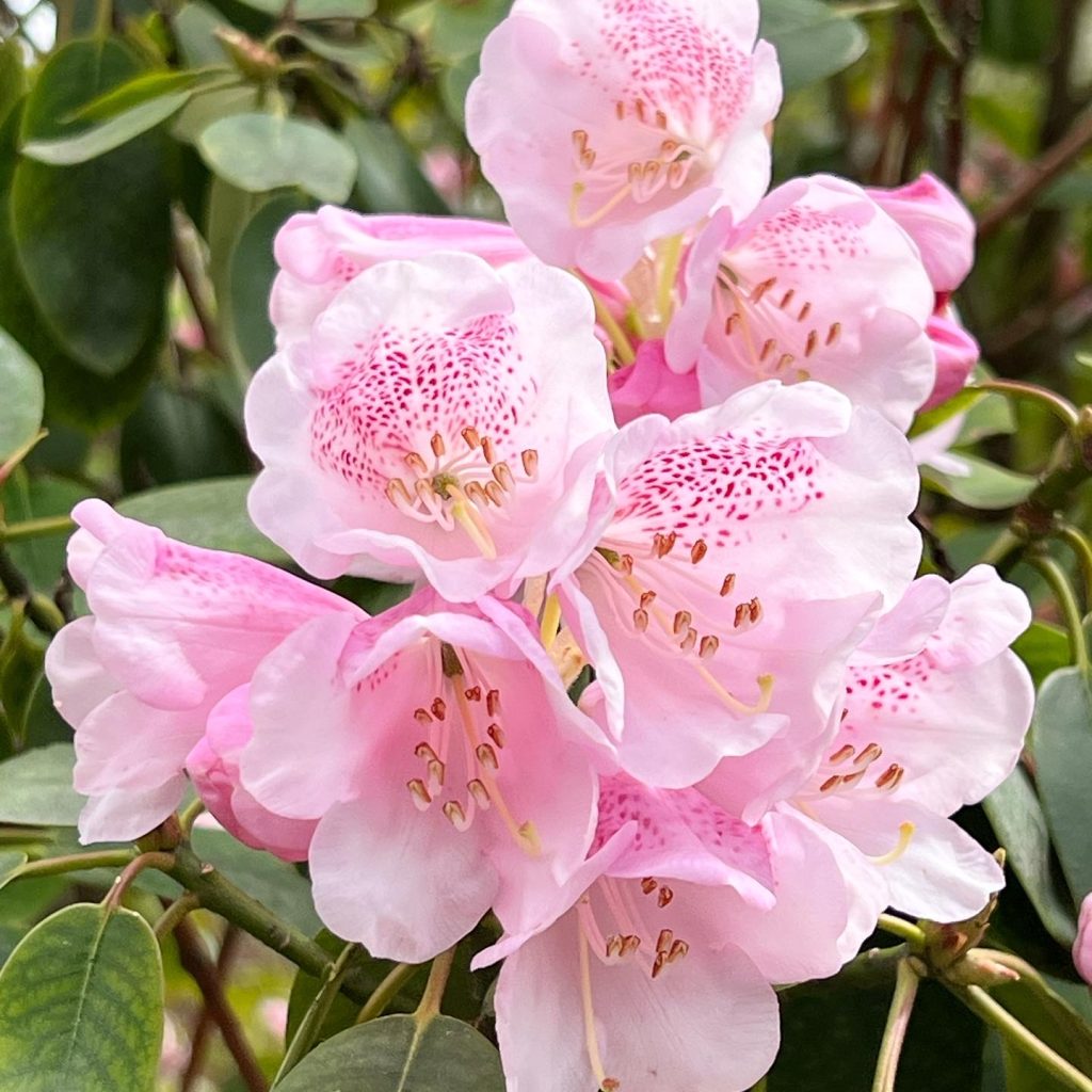 Rhoderdendron