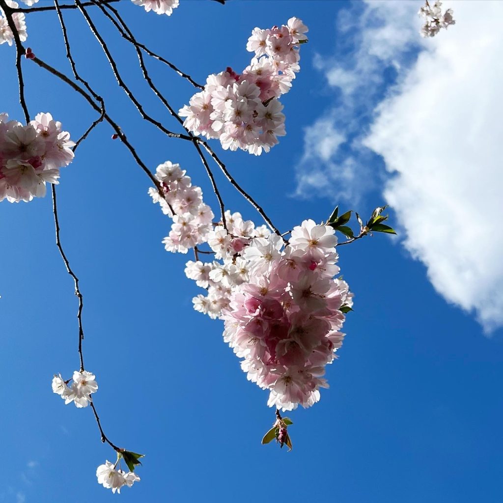 Körsbärsblommor