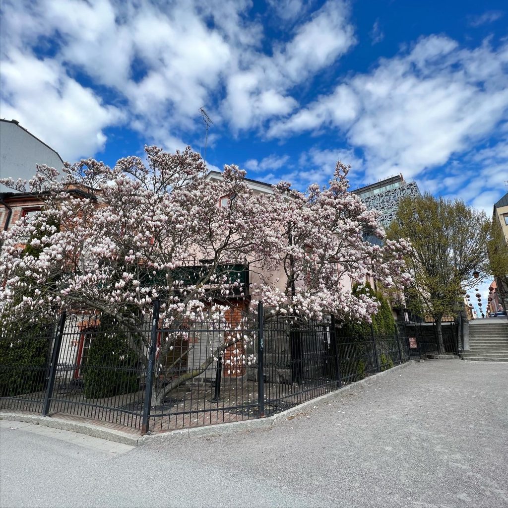 Magnoliaträd i Strömsparken