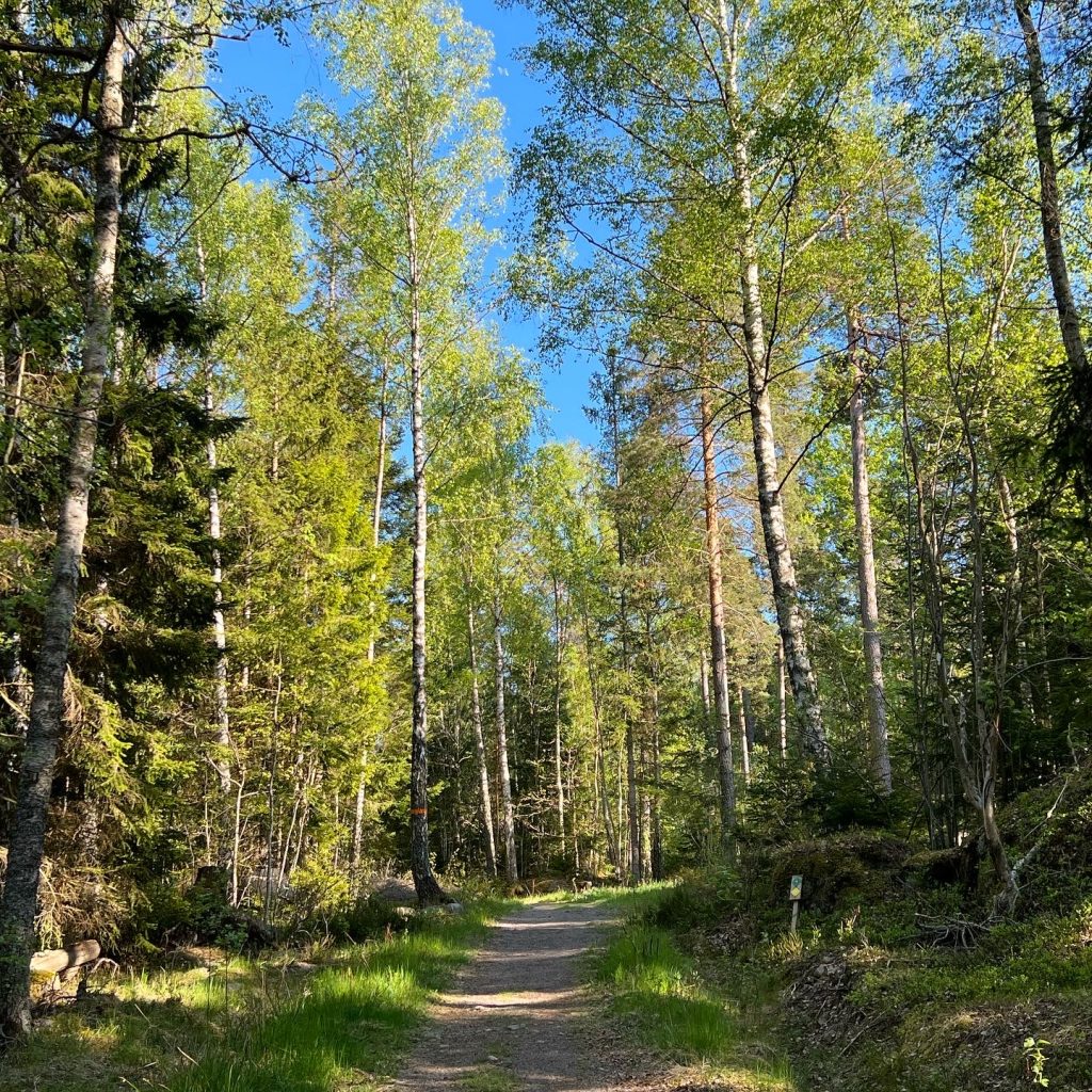 Spåret i skogen