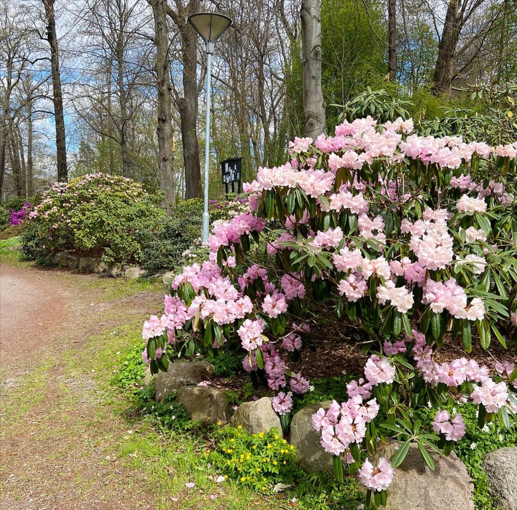 Rhoderdendrondalen i Norrköping
