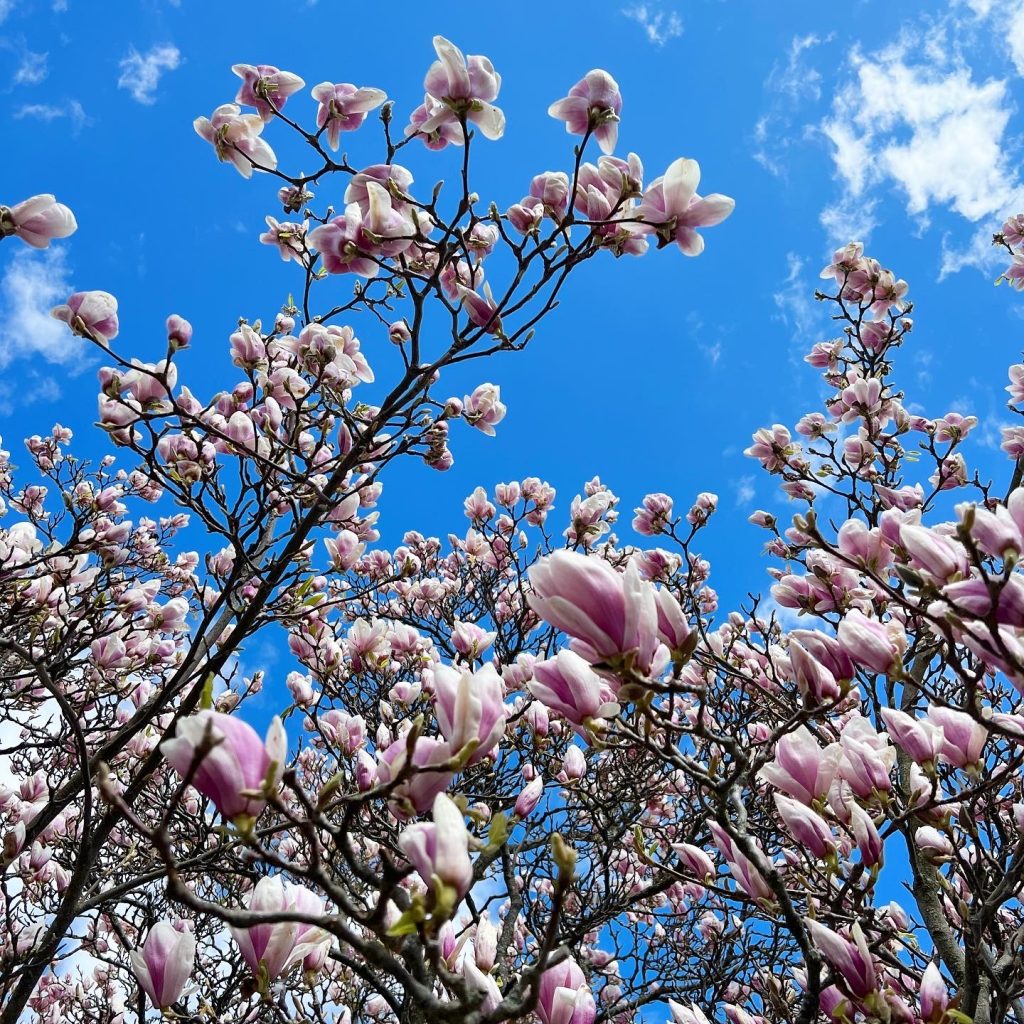 Magnoliaträd