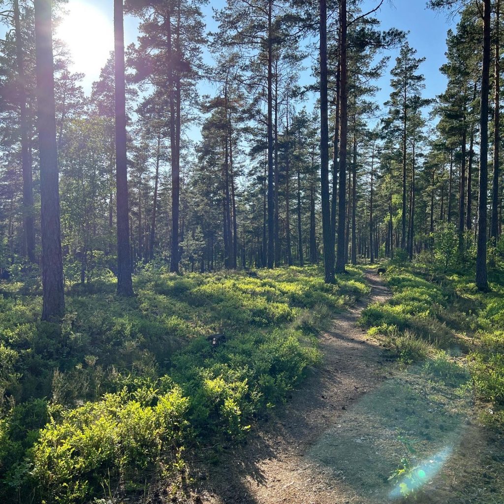 Kvällssol