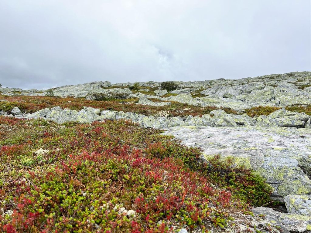 3D3313CD-7686-427E-957F-2730042BA300-1024x768 - Skurufjellet och Skurufjelltjønna