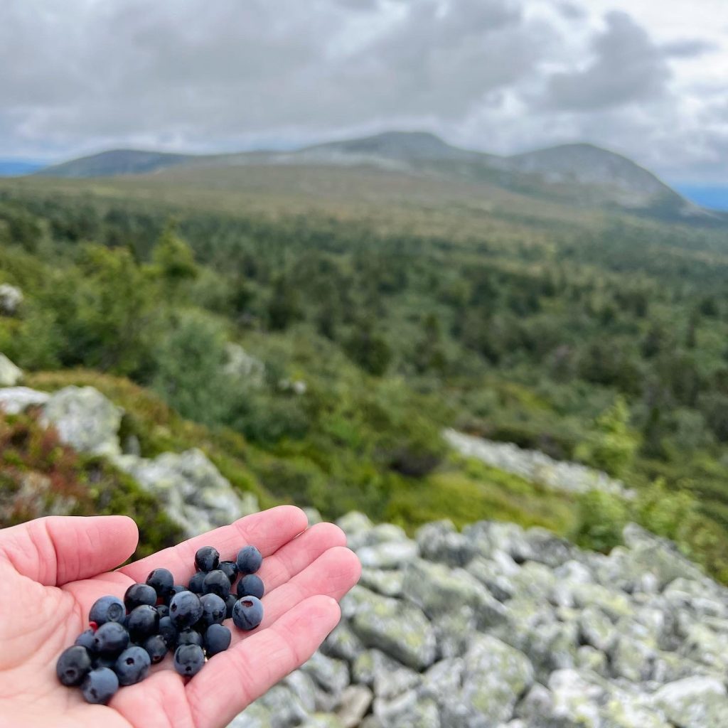 blåbär with a view