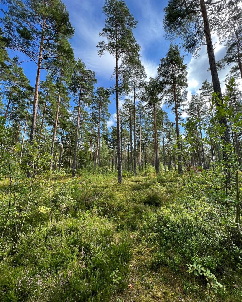 Skogen