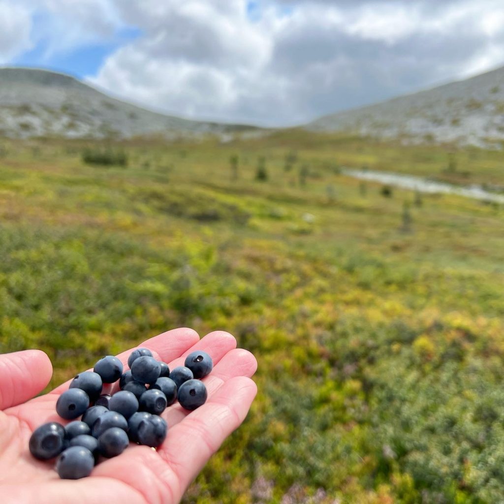 Blåbär