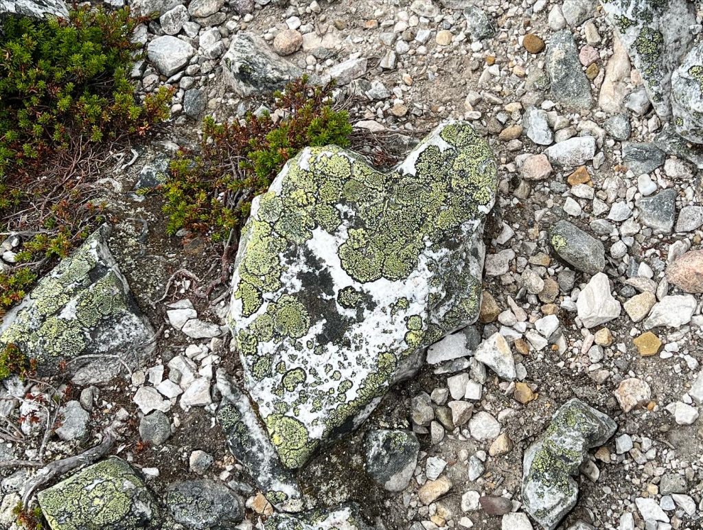 Stenhjärta