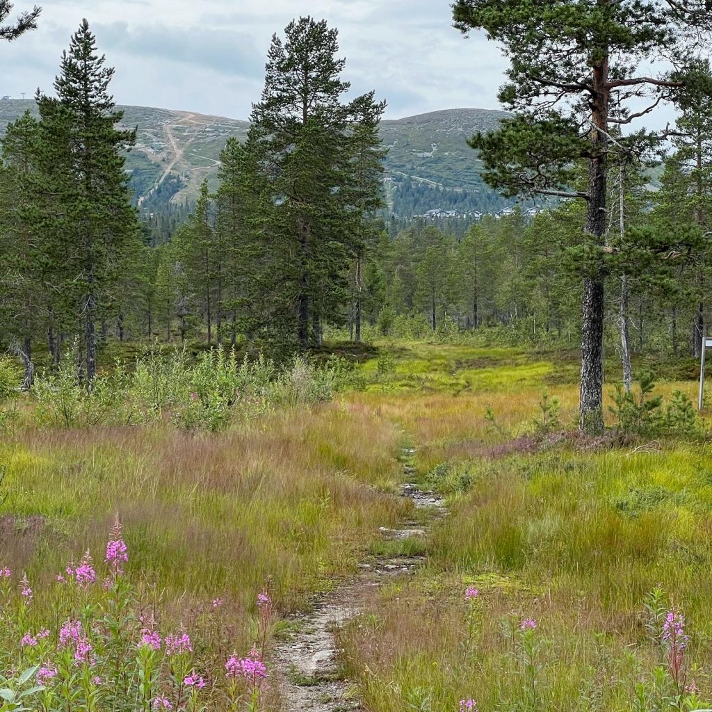 D747923B-0D25-465D-9575-66EBCF3D3BEB-1024x1024 - Löprunda i hytteområdet