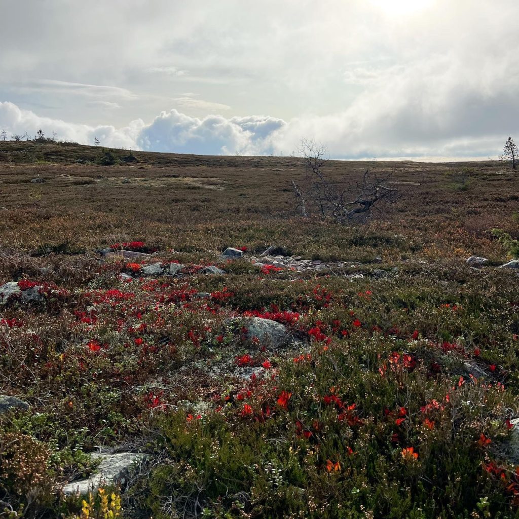 AE09027D-0D53-4DC8-A418-159291804D59-1024x1024 - Fjällöpning på Mellanfjället