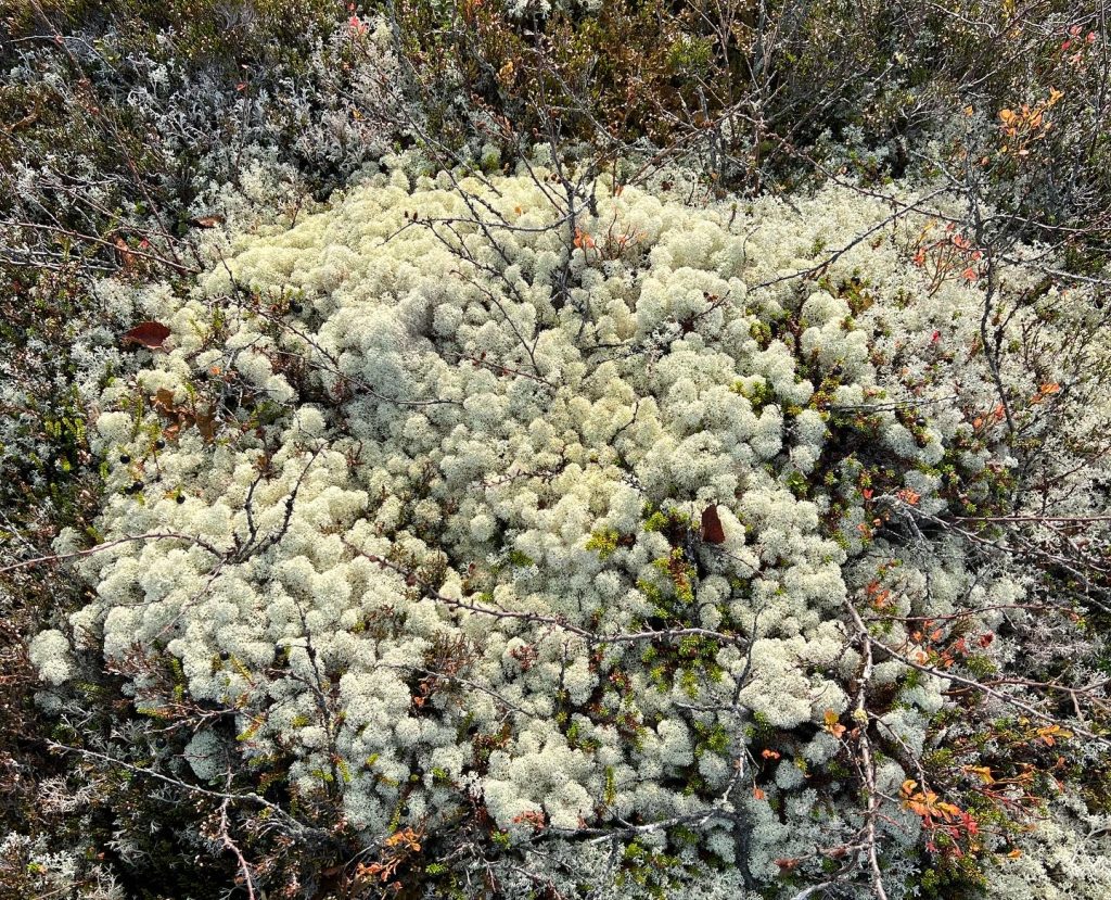F6C03CE2-D2FA-4D45-9C68-8589BFF0F396-1024x829 - Löpning på Östfjället