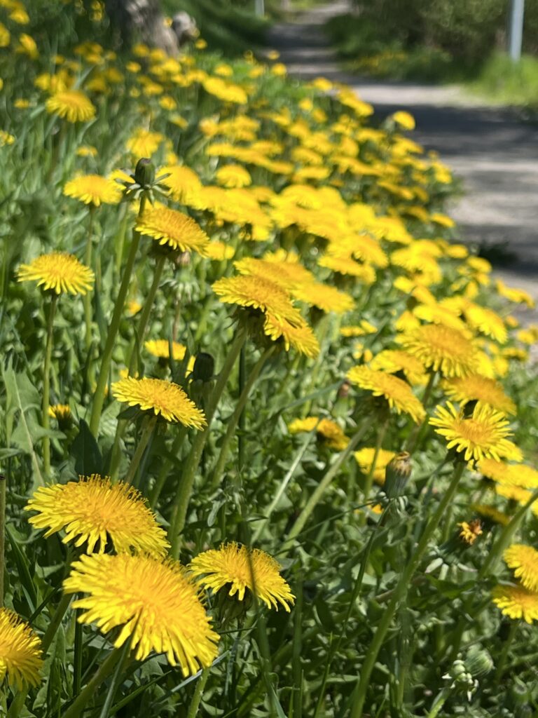 Maskrosor