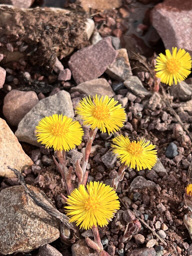 Tussilago