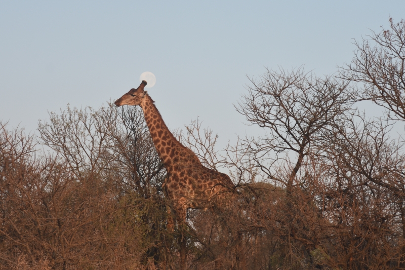 DSC_7476 - Safari i Sydafrika eller att skratta varje dag är ju också träning.