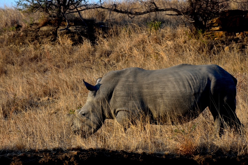 DSC_7485_0 - Safari i Sydafrika eller att skratta varje dag är ju också träning.