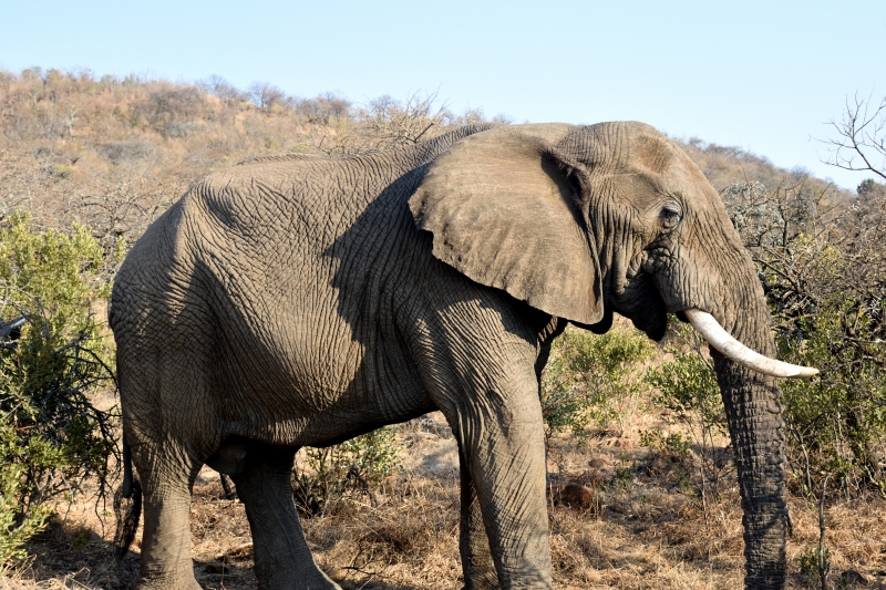 DSC_7521 - Safari i Sydafrika eller att skratta varje dag är ju också träning.