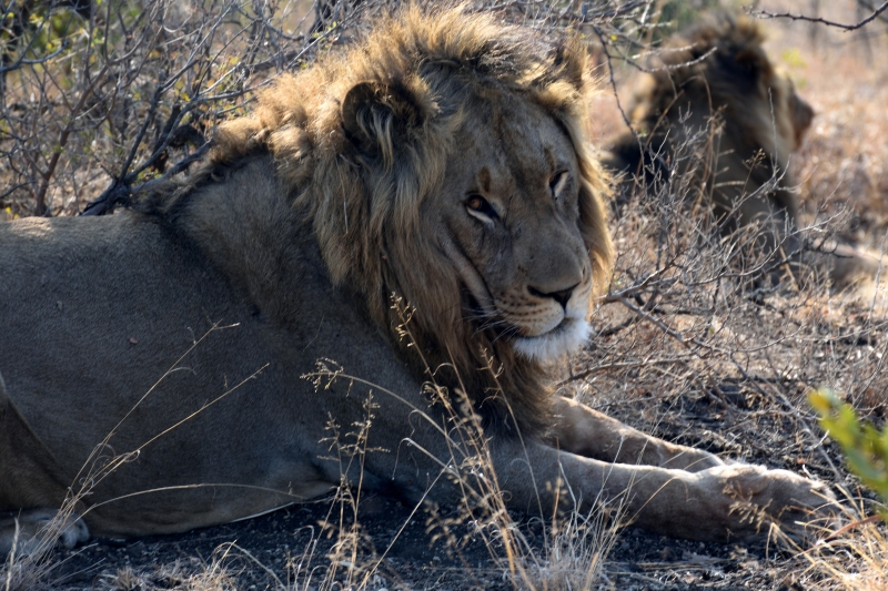 DSC_7545 - Safari i Sydafrika eller att skratta varje dag är ju också träning.