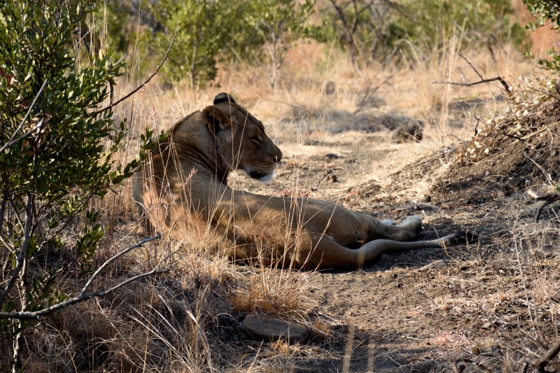 DSC_7551_0 - Safari i Sydafrika eller att skratta varje dag är ju också träning.