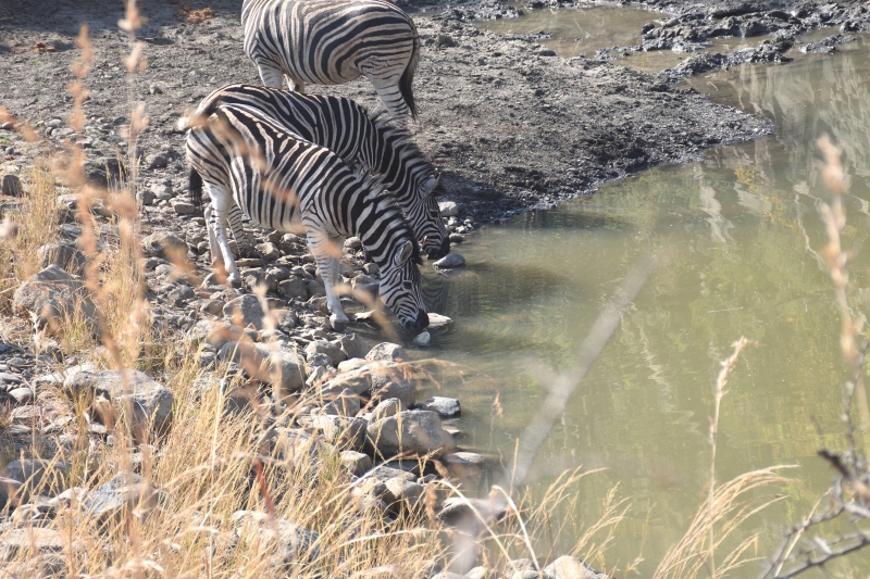 DSC_7576 - Safari i Sydafrika eller att skratta varje dag är ju också träning.