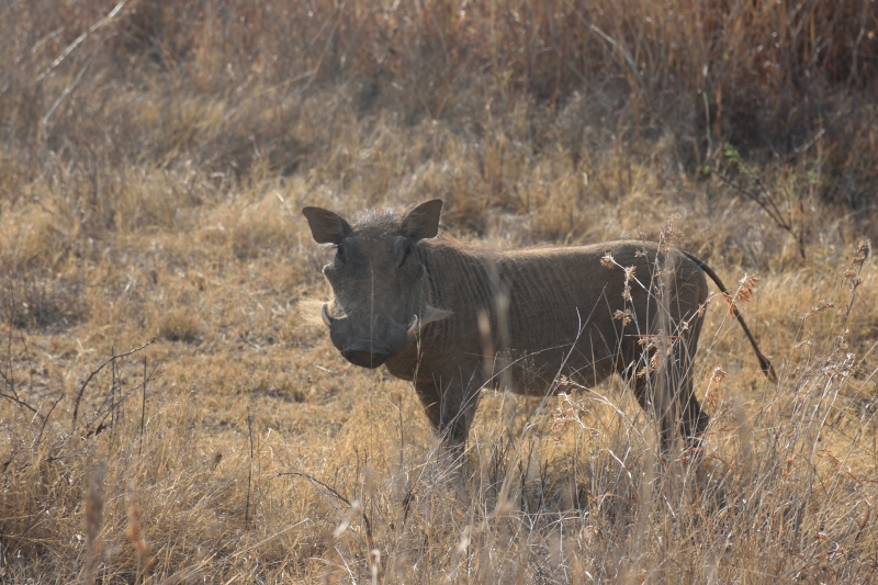DSC_7984 - Safari i Sydafrika eller att skratta varje dag är ju också träning.
