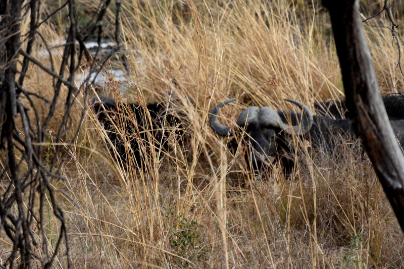 DSC_8018 - Safari i Sydafrika eller att skratta varje dag är ju också träning.