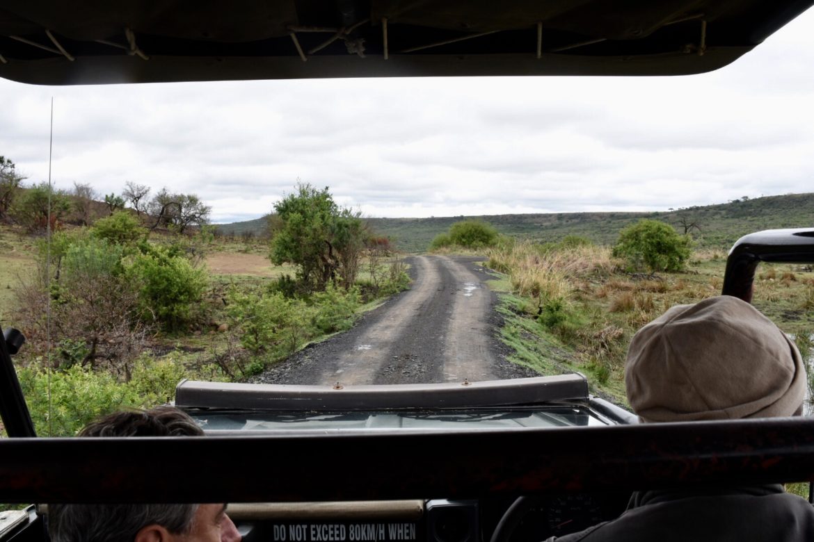 safari
