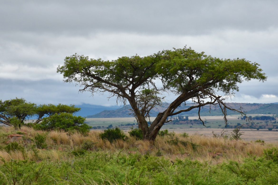 safari
