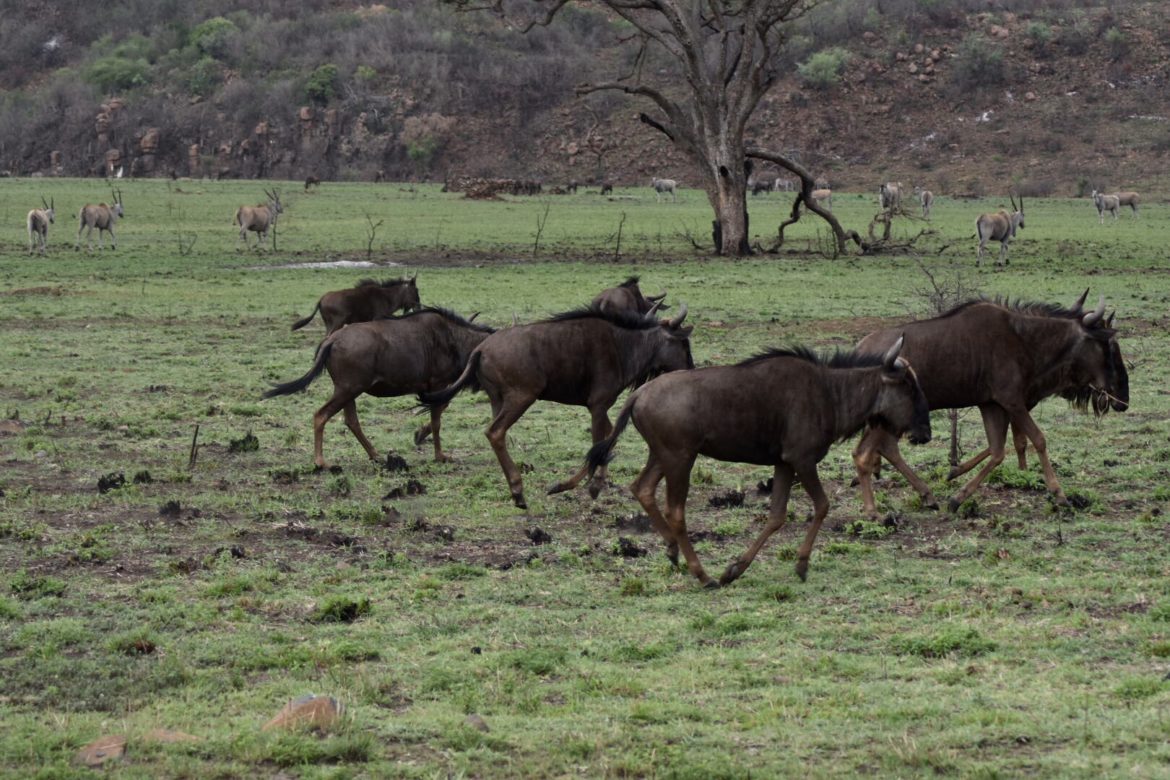 safari