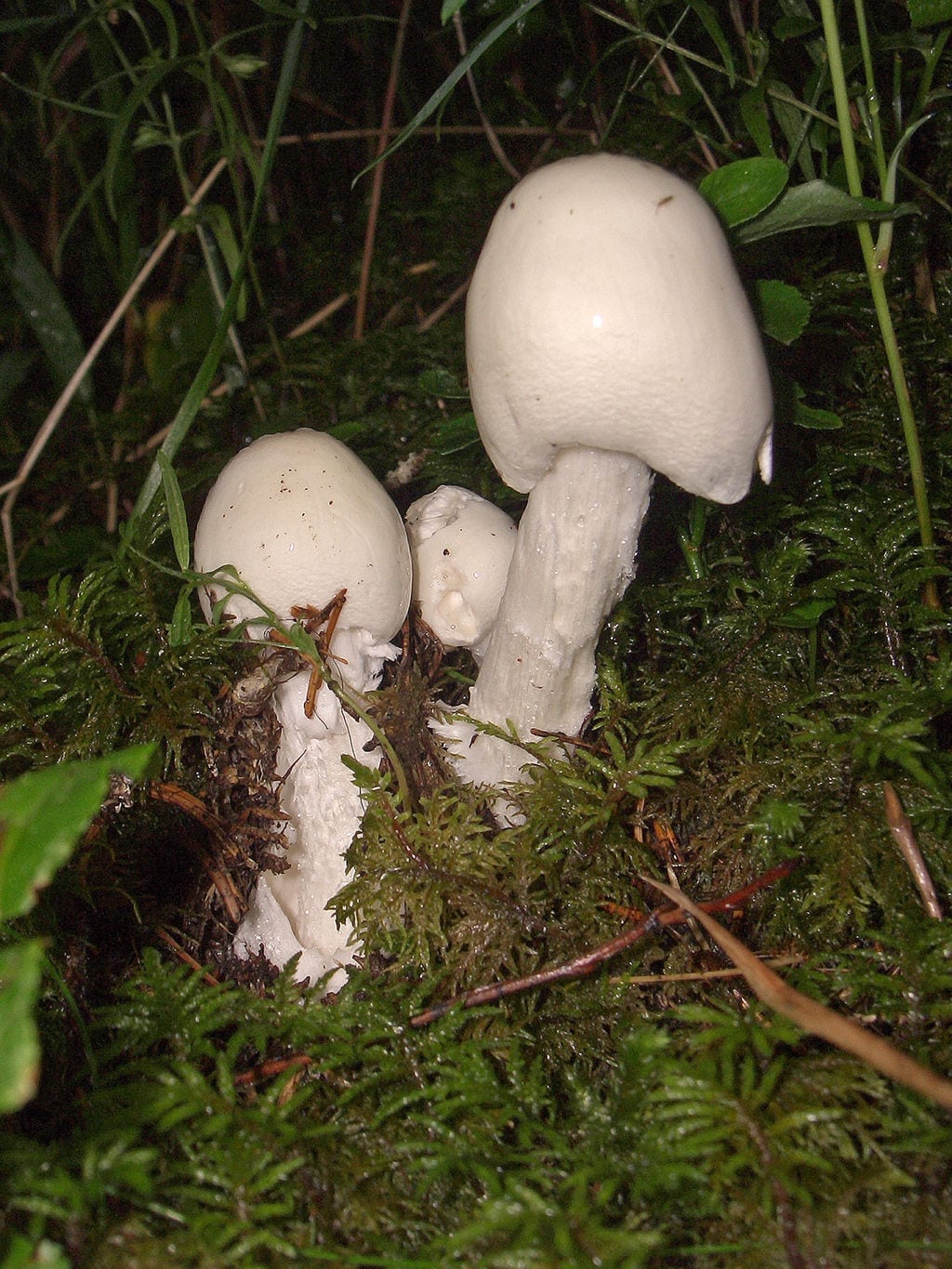 Amanita_virosa_02 - Härligt, härligt men farligt, farligt?