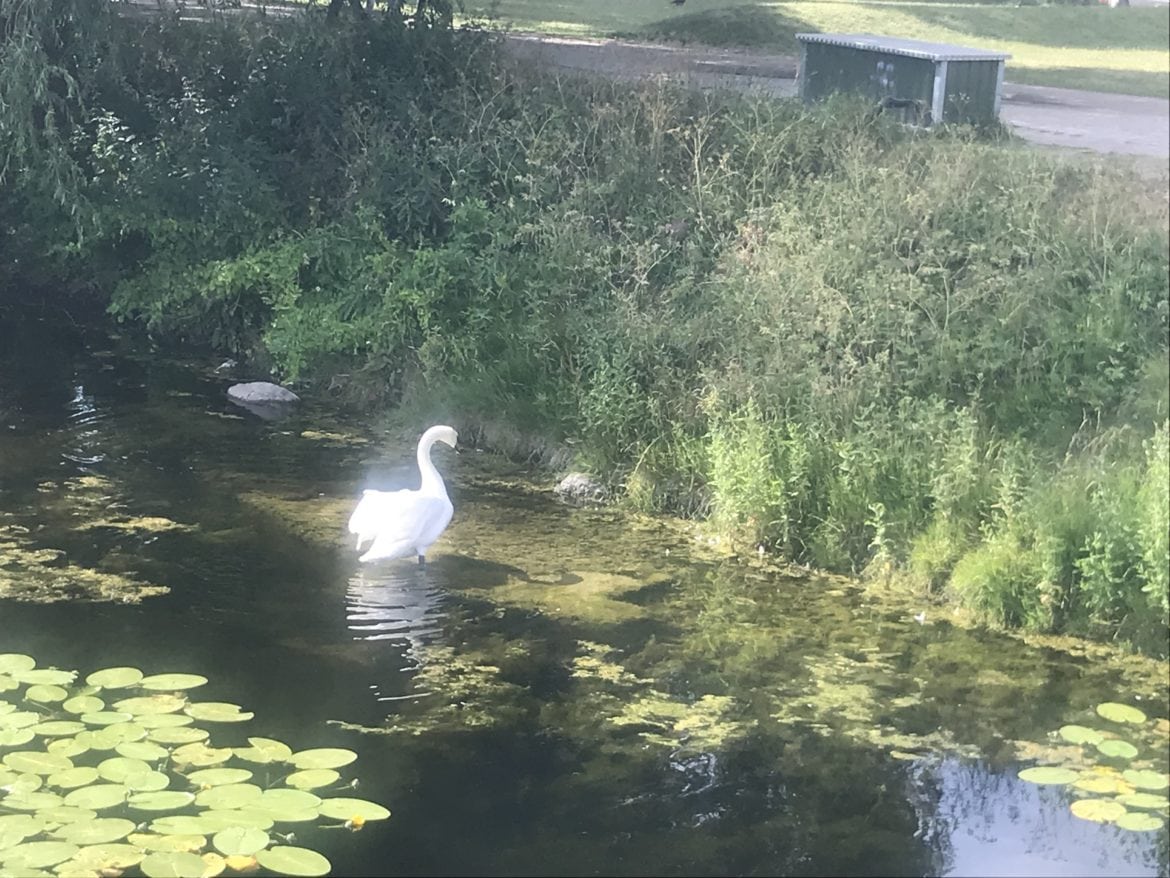 IMG_0157 - Snipp, snapp, snut