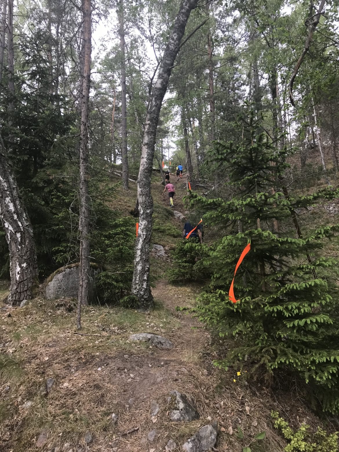 IMG_9962-e1530690561574 - Skogstokig - Traillöpning för nybörjare!