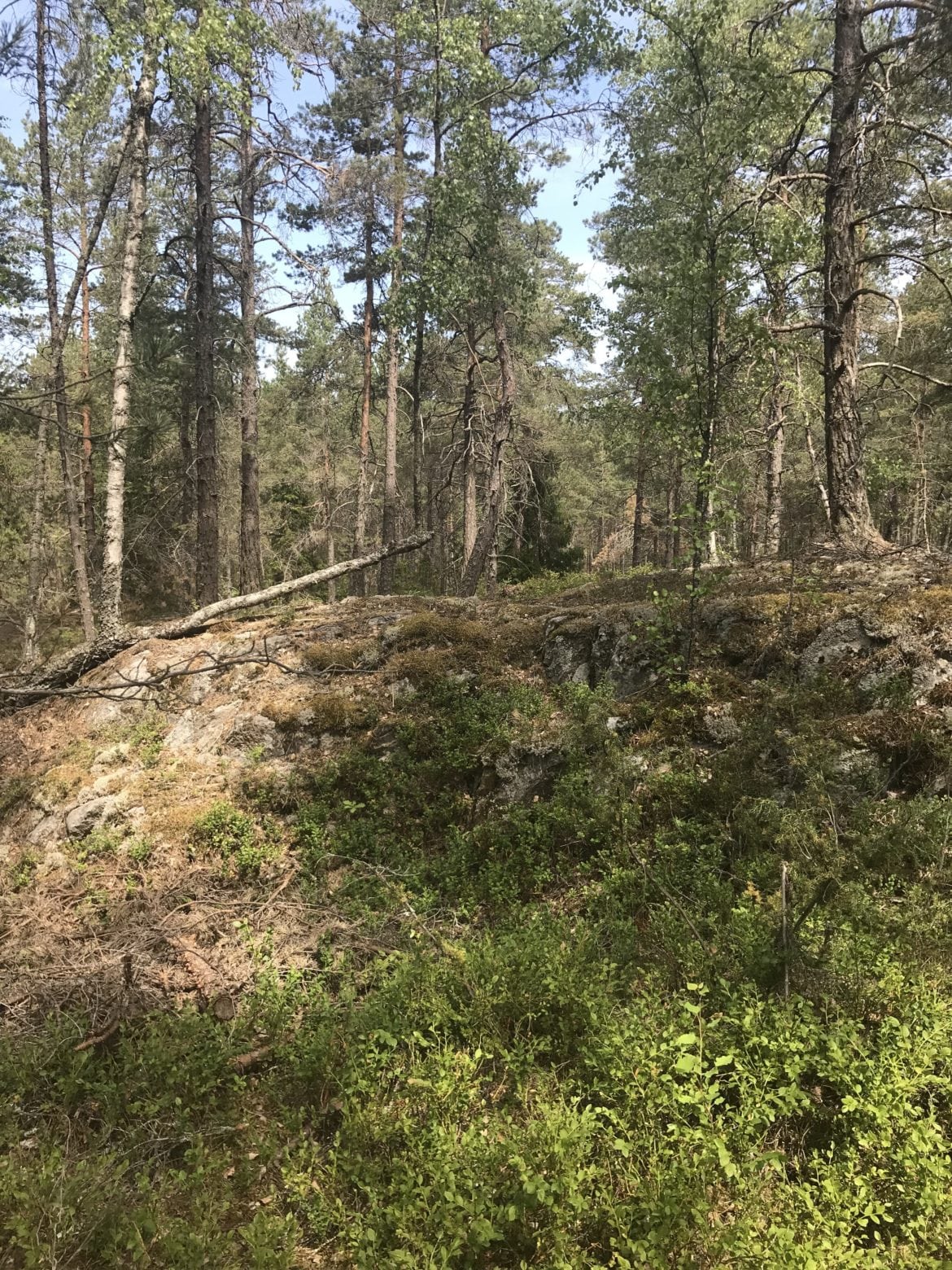 IMG_9964-e1530690689732 - Skogstokig - Traillöpning för nybörjare!