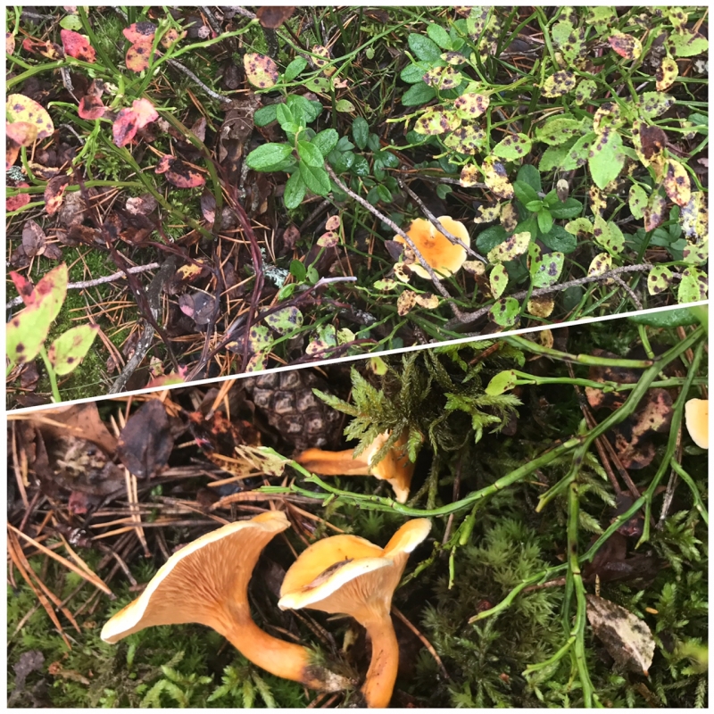 narr - Nu är tiden inne att SVOGGA!