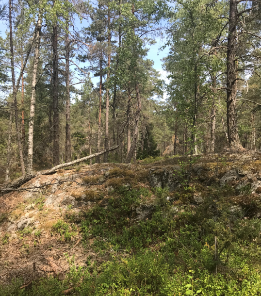 sommarskog - Skogstokig - igen!