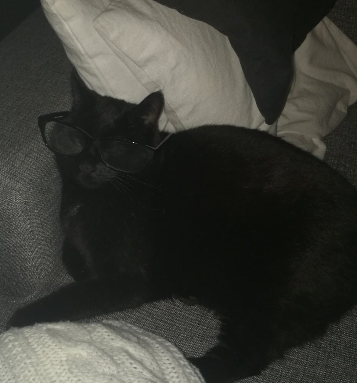 Ozyy katt
