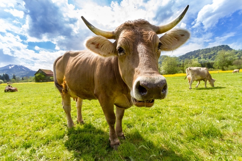 cow-759018_960_720 - Full fart mot helgen
