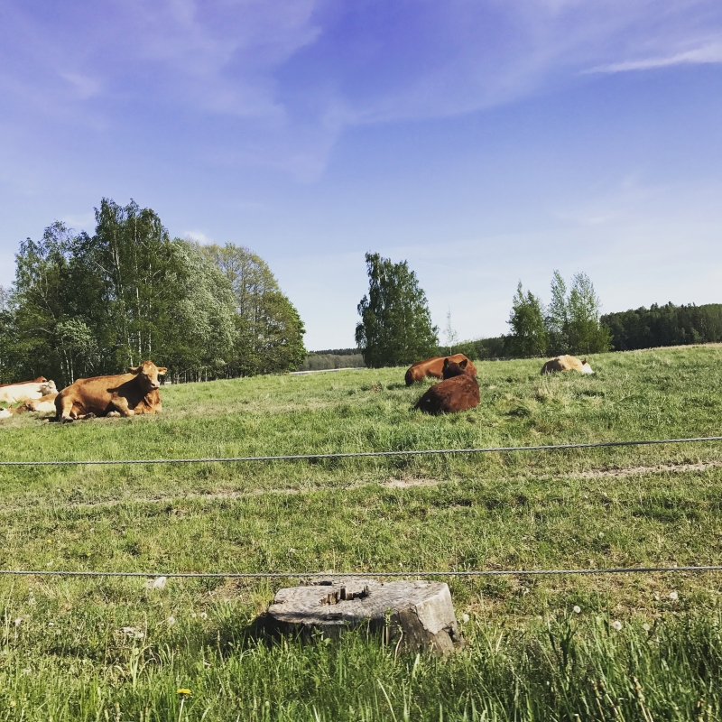 ko - Helgen i bilder <3