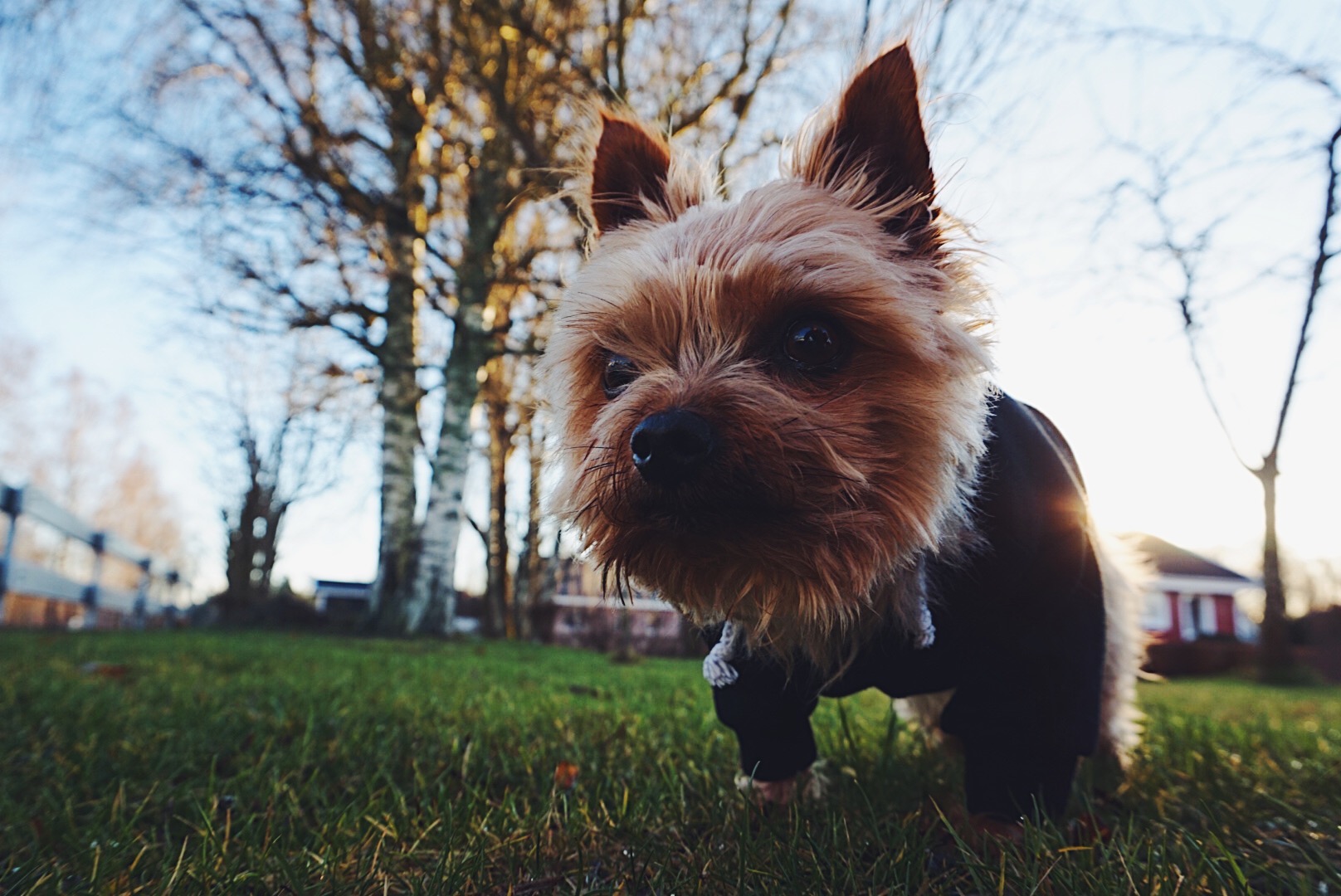 AQEL3974 - CHRISTMAS GIFTS + MINIDOG