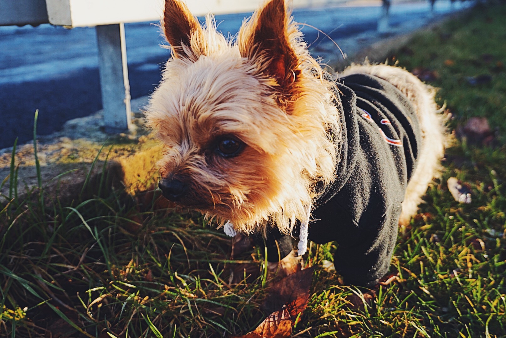 QFMX8943 - CHRISTMAS GIFTS + MINIDOG