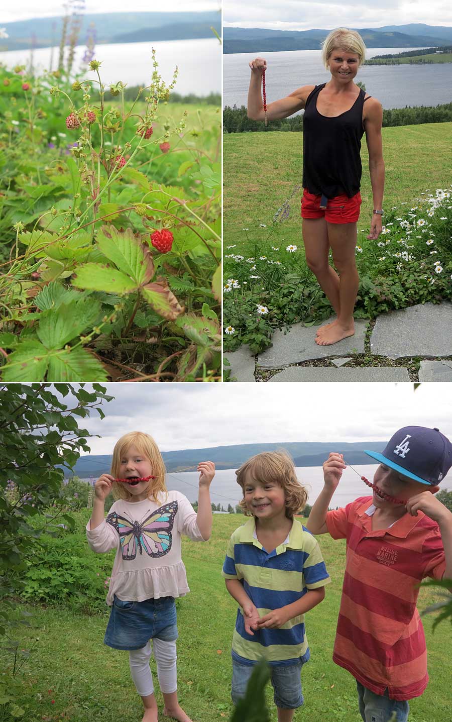 jorm_smultron jorm_smultron - Söta röda bär