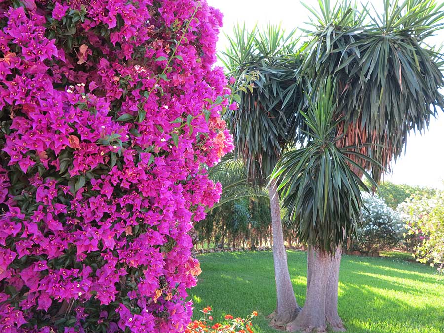 mallis_blom - Dagens sunfit