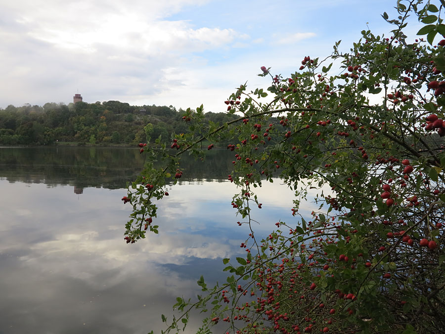 djurg_nypon djurg_nypon1 - För styrka, skratt och liv