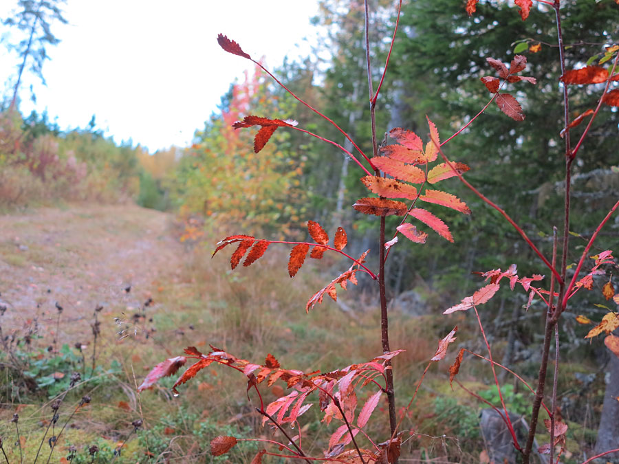 hostlov hostlov - Långa intervaller i lysande höst