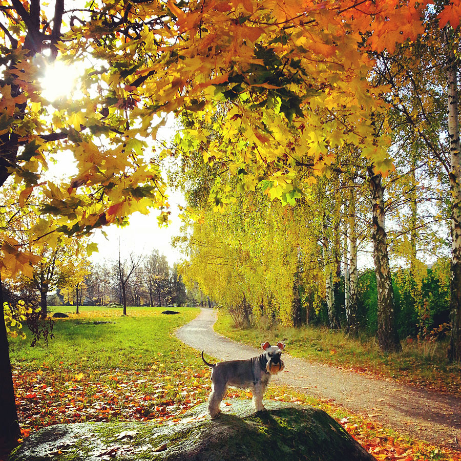 hund_host hund_host - Vinnarbilder