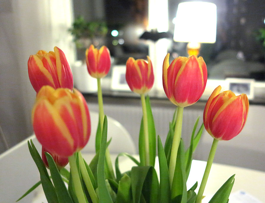 tulpaner tulpaner - Super size me light