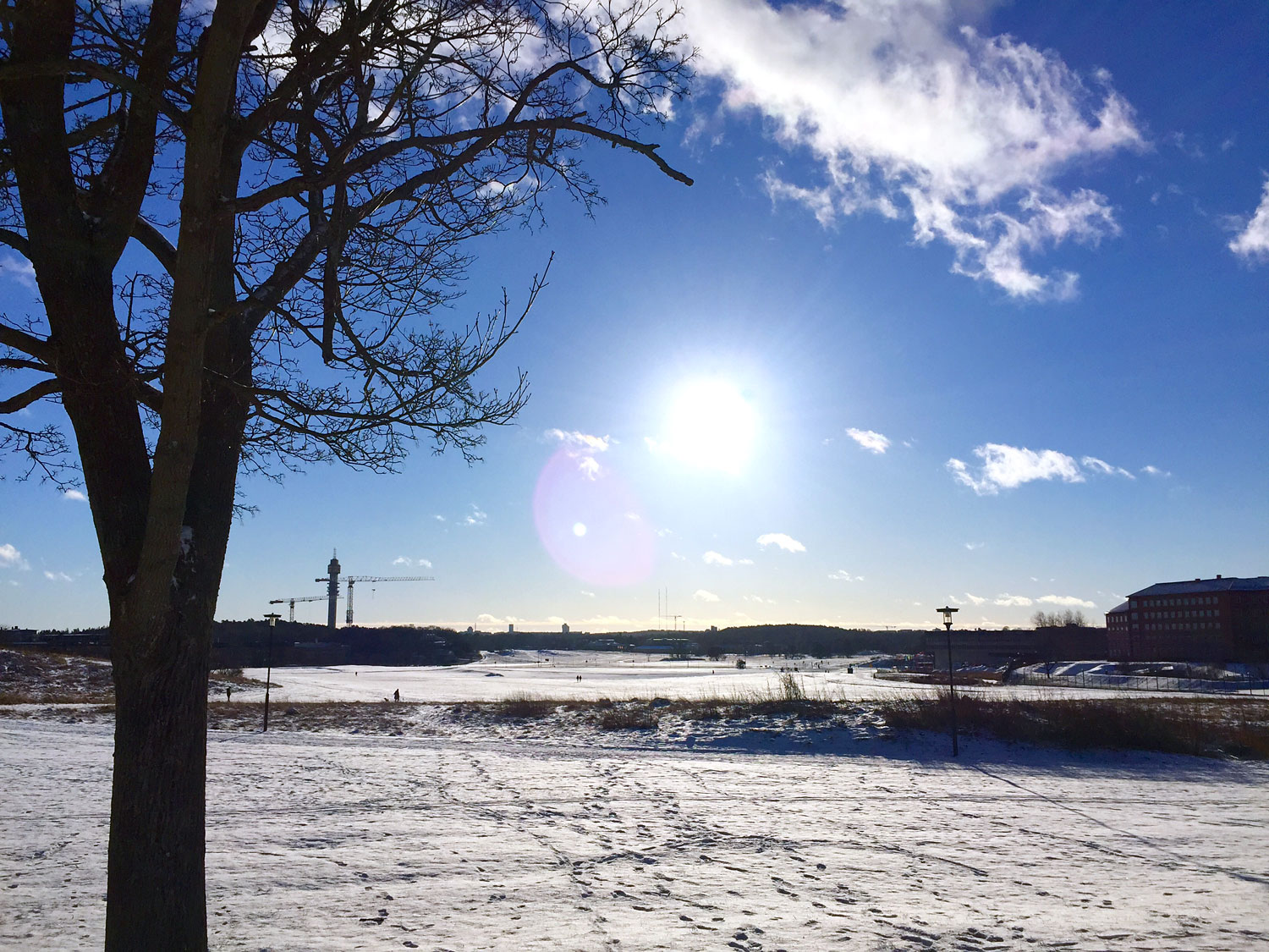 Gärdet vårvinter 2016.