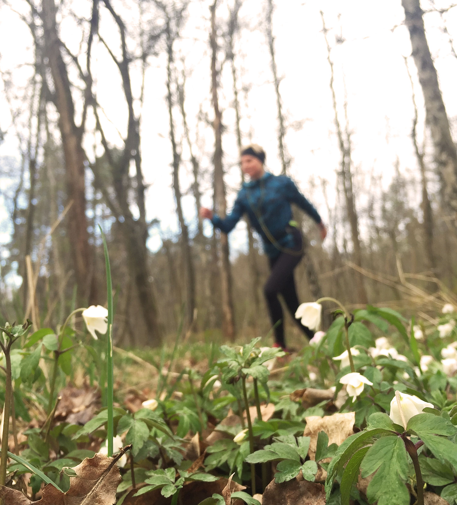 Löpning bland vitsippor /Anna Lissjanis