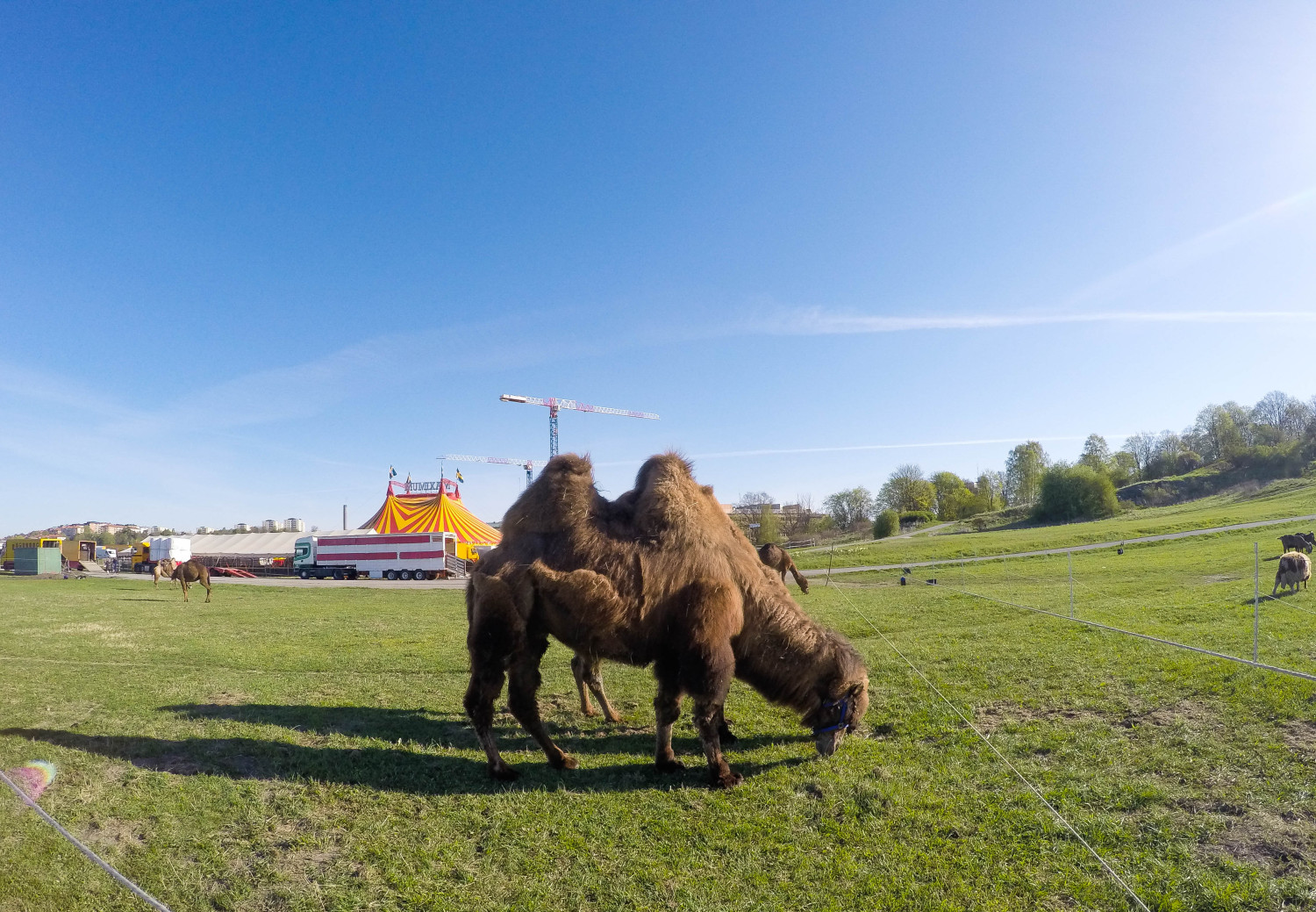 Kamel /annalissjanis.se