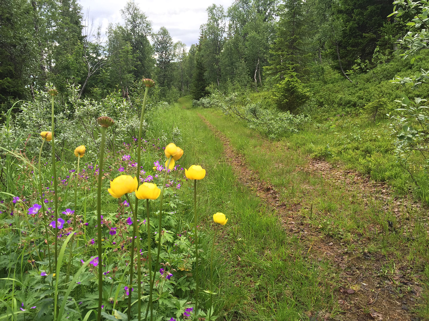 plupp_quarnstjarnvagen