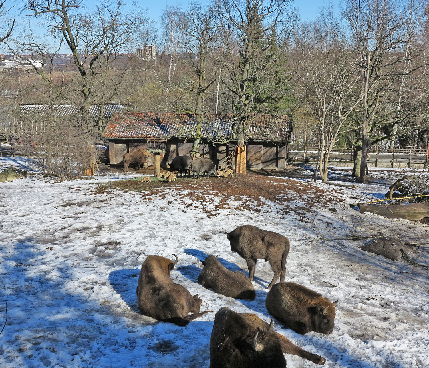 bison_skansen - skansen